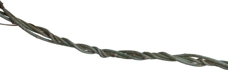 Twisted dried Liana jungle vine.