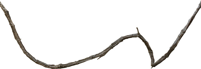 Twisted dried Liana jungle vine. © Ammak