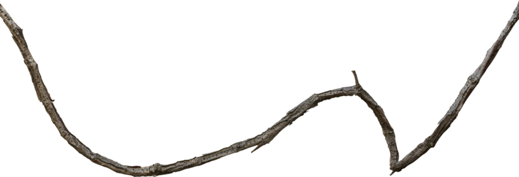 Twisted dried Liana jungle vine.