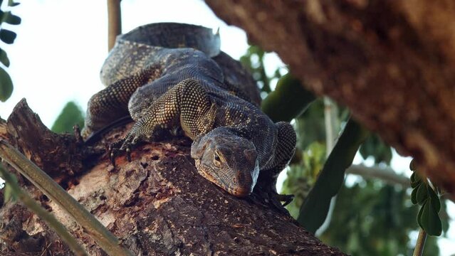Common Water Monitor ,Varanus salvator , exotic animal ,Komodo dragon, lizard ,reptile ,dragon, comodo, crocodile