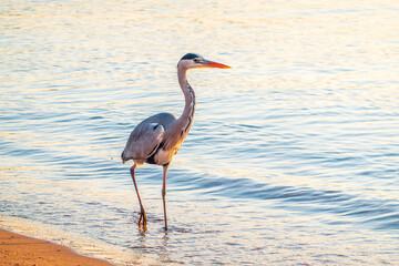 A heron hunting in the sea. Grey heron on the hunt