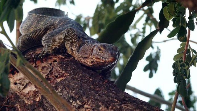 lizard on tree Common Water Monitor ,Varanus salvator , exotic animal ,Komodo dragon, lizard ,reptile ,dragon, comodo, crocodile