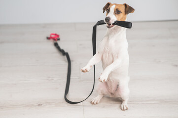 Jack Russell Terrier dog holding a leash and calling for a walk. 