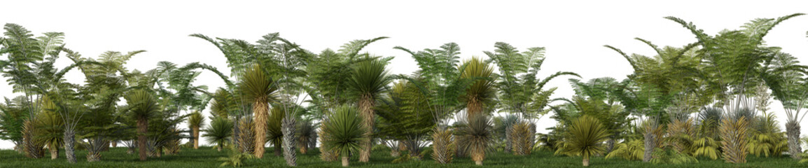 Palm tree, cactus, fern plant on the grass feild in springtime, Tropical forest isolated on transparent background - PNG file, 3D rendering illustration for create and design or etc