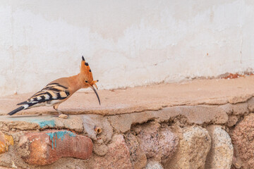 Eurasian hoopoe or Common hoopoe (Upupa epops) bird close-up on the ground