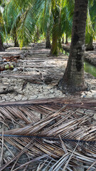 Coconut tree field at Ben Tre, Mekong Delta, Viet nam in hot season, drought,dried soil but ditch...