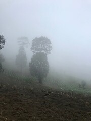 Cloudy forest in the mountain