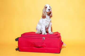 A spaniel breed dog sitting on a suitcase. Vacation or travel concept.
