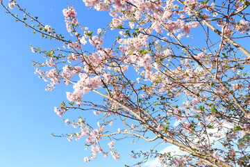 blossom in spring