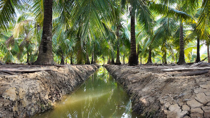 Coconut tree field at Ben Tre, Mekong Delta, Viet nam in hot season, drought,dried soil but ditch...