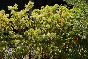 Blossoming viburnum lucidum hedge, at springtime, in Vouliagmeni, Greece