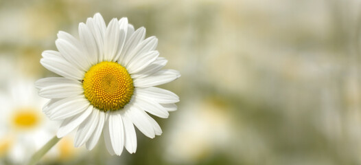 Fototapeta premium White daisy closed up in garden on blurred background