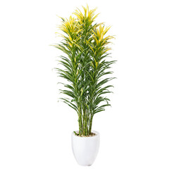 Fototapeta premium Dracaena long slender green leaves with yellow and white stripes growing upright in a tall