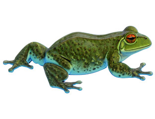 Fototapeta premium creeping frog isolated on white