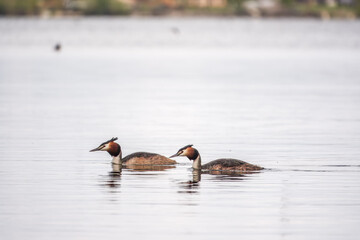 Two Great Crested Grebes swim in the lake
