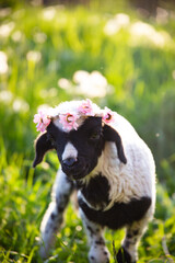 Beautiful baby lamb with flower wreath in magic light