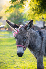 Fototapeta premium Donkey with a wreath of flowers on its head