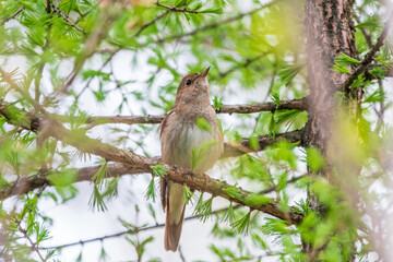 Thrush Nightingale, Luscinia luscinia. A bird sits on a tree branch and sings