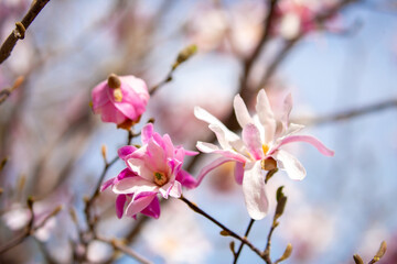 Blooming magnolia in spring. Beautiful buds of pink flowers close-up with blurred space for text.