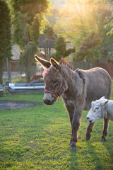 A cute donkey and a sheep grazing in a garden.