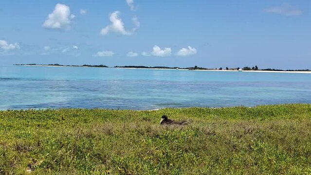 Scene sula sula Booby Bird pajaro bobo in the middle caribbean island Los Roques