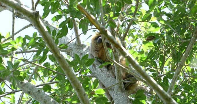 Big caraya monkey, sleeping on a big tree, between the branches.