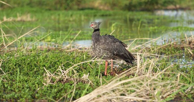 Wildlife landscape shot of a wild southern screamer, chauna torquata spotted on a grassy land in national park, Brazil.