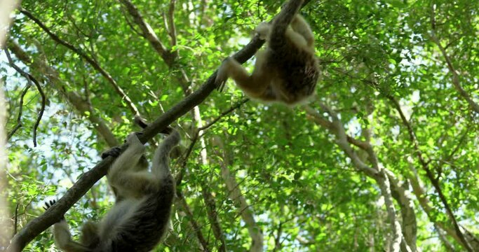 Caraya monkeys playing in the trees. Two monkeys on branch have fun.