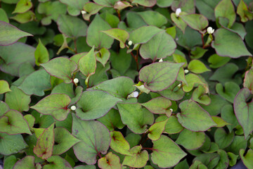 botanical background of houttuynia plant