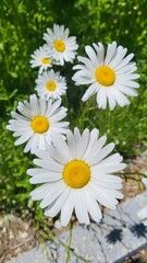 flower in the garden nature