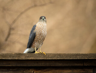 Coopers Hawk perched on a backyard fence in Texas winter. Natural seasonal background with copy space.