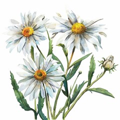 Fototapeta premium Watercolor Daisy Clipart