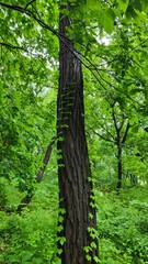 looking up at the sky through the trees