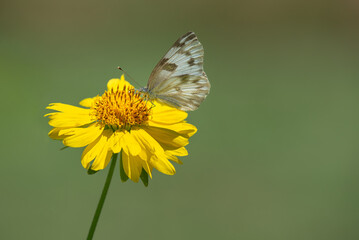 Checkered White (Pontia protodice) butterfly feeding on Golden Crownbeard flower in the garden. Natural green background with copy space.