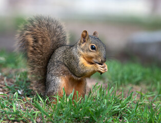 Naklejka na ściany i meble Cute, young Eastern Fox squirrel (Sciurus niger) eating bird seeds in the garden