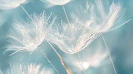 Close-Up of White Dandelion Seeds Floating in the Air Against a Soft Blue Background