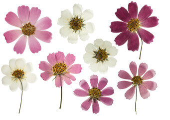 Pressed and dried flowers cosmos, cosmea isolated on white background. For use in scrapbooking,...