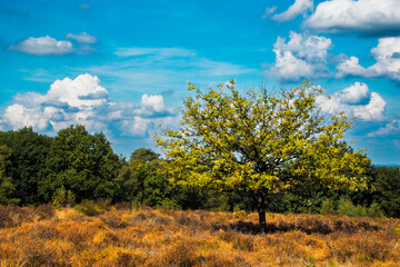 Wahner Heide. Deutsches Naturschutzgebiet. Heidlandschaft und Ausflugsziel in der Nähe von Köln.