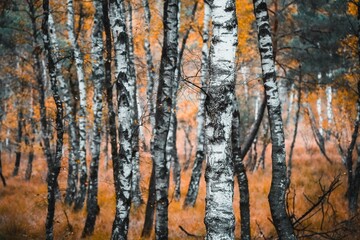 Obraz premium Birkenwald in der Wahner Heide. Naturschutzgebiet in Deutschland nahe Köln
