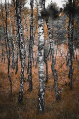 Fototapeta premium Birkenwald in der Wahner Heide. Naturschutzgebiet in Deutschland nahe Köln