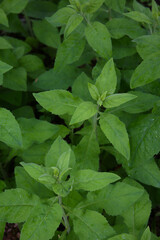 botanical background of tabacco plant
