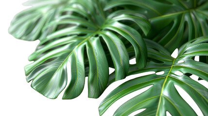 Green palm leaves isolated on white background, close up view. Tropical foliage banner with copy space for text and design. Elegant palm tree leaves in corner, ideal for natural and botanical themes
