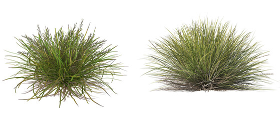 3d render grass bushes with flowers, cut out on transparent background