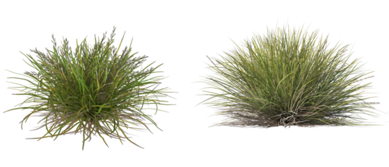 3d render grass bushes with flowers, cut out on transparent background