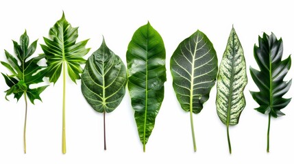 A variety of green tropical leaves arranged in a row on a white background, showcasing different shapes and patterns.