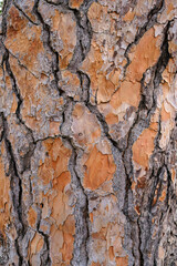 Close-Up View of Rough Tree Bark Texture