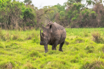 White rhinoceros (Ceratotherium simum) with calf in natural habitat, South Africa