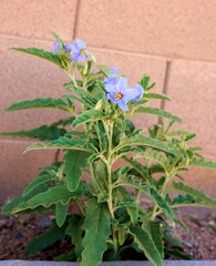 Silverleaf Nightshade or Solanum elaeagnifolium is a weedy pest in American Southwest