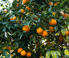 orange oranges on the tree