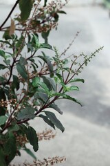 Close up of green basil leaves